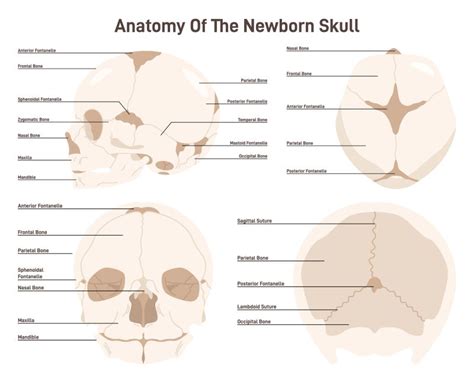 Medictests On Twitter Quick Reference Infant Skull Bones