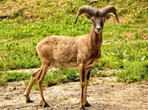 Are There Wild Sheep In Nature The 5 Places Wild Sheep Are Found Pet