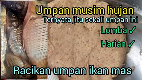 Musim Hujan Gacor Pake Umpan Ini Umpan Ikan Mas Jitu Borong Ikan