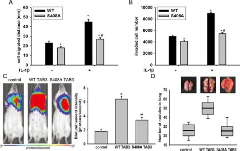 Tab3 O Glcnacylation Promoted Tnbc Cell Migration And Invasion In Vitro