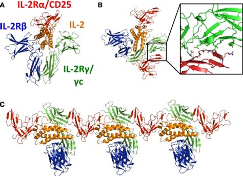 High Affinity IL 2 Receptor Structure And Interreceptor Association A