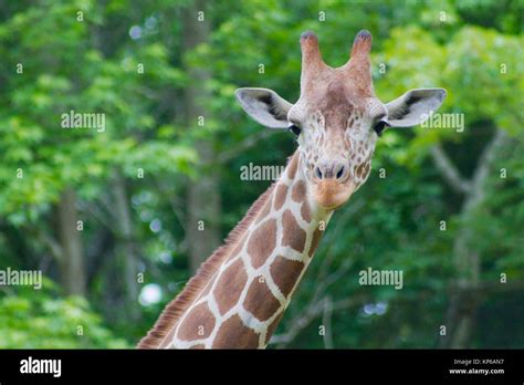 Giraffe in Zoo. North Carolina, USA Stock Photo - Alamy