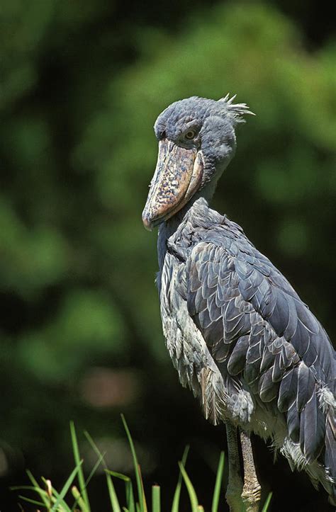 Bec En Sabot Du Nil Balaeniceps Rex Photograph By Gerard Lacz