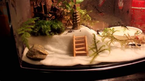 New Baby Fire Belly Newt Eft Setup Youtube