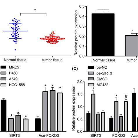 The Role Of Sirt Foxo A Cdt Axis In Cisplatin Resistance Of Lung