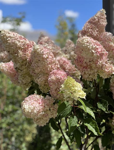 Hydrangea Gardening 101 Sun River Gardens