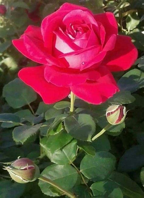 Pin by rosariocarpioc on Rosas | Beautiful roses, Beautiful rose ...