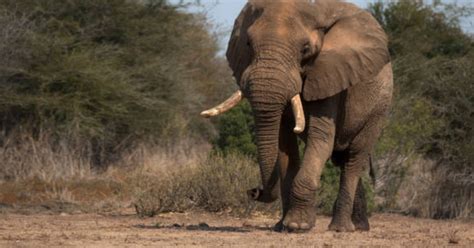 Un turista español murió en Sudáfrica pisoteado por un elefante quiso