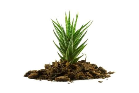 Il Miglior Terreno Per La Pianta Di Aloe Vera Coltivatore Oggi