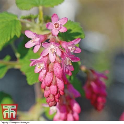 Ribes Sanguineum King Edward Vii Plants Thompson Morgan