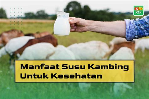 Manfaat Susu Kambing Untuk Kesehatan K Klik