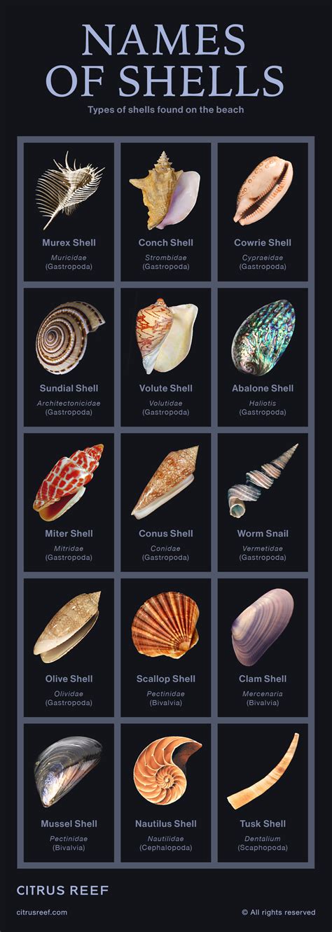 Common And Rare Types Of Shells Found On The Beach | Types of shells, Marine biology, Shells