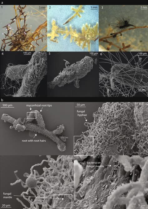 Visualizations Of Morphological Characteristics Of Abundant Morphotypes