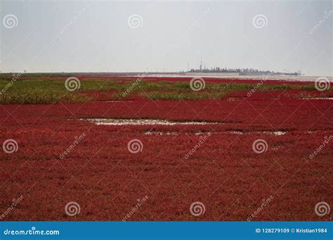 Red Beach Of Panjin In China Royalty-Free Stock Image | CartoonDealer ...