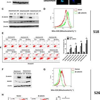 β catenin signaling promotes anoikis resistance via MnSOD Download