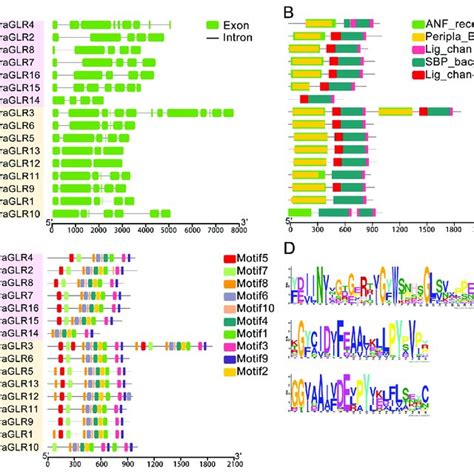 Structure And Conserved Domain Analysis Of Glrs In B Rapa A Gene