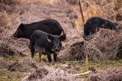 Scents That Pigs Hate And How To Use Them Pest Pointers