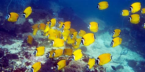 Best Butterfly Fish