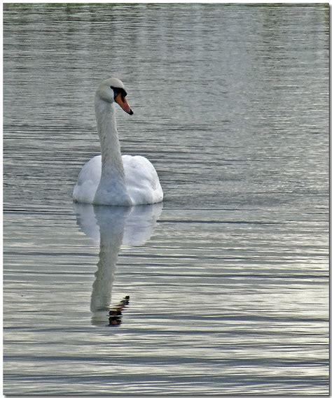 Day 284 Of 365 Reflected Swan Taken Through Glass With Flickr