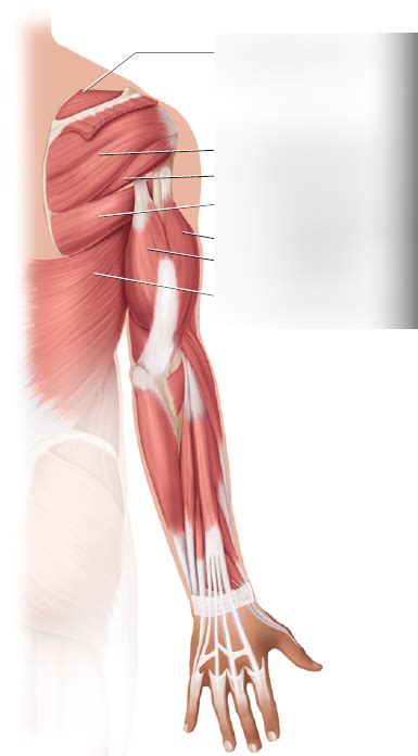 Bio Lab Posterior View Of Skeletal Muscle On The Arm Diagram