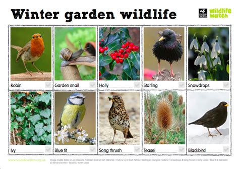 One For The Kids Winter Garden Wildlife Spotter