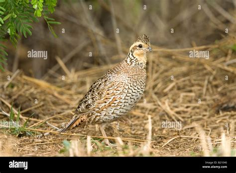 Northern Bobwhite Colinus Virginianus Stock Photo Alamy