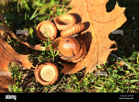 Autumn Leaves with Acorns Stock Photo - Alamy