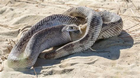 Snakes Eating Other Snakes