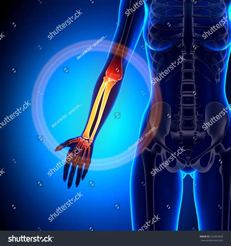 Female Radius Ulna Forearm Anatomy Bones Stock Illustration