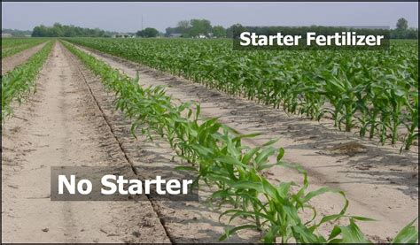 Starter Fertilizer For Corn The Garden