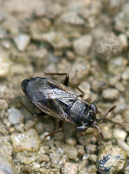 Big-eyed Bug - Geocoris discopterus - BugGuide.Net