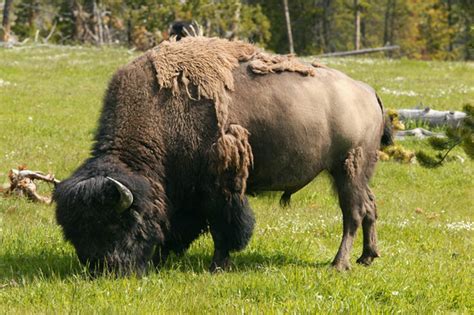 Los Bisontes Llegaron A Am Rica Hace A Os