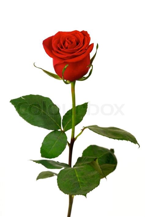 Single Red Rose Drawing at GetDrawings.com | Free for personal use ...