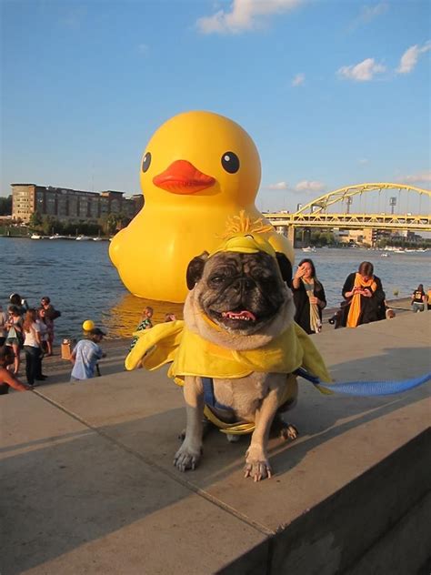 A Pug Dog Dressed As A Rubber Duck Next To A Large Yellow Rubber Duck