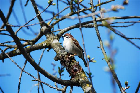 Kostenlose Foto Baum Natur Ast Vogel Blume Tierwelt Schnabel