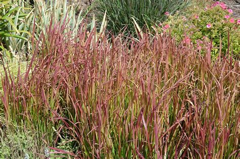 Red Baron Japanese Blood Grass Clearview Nursery