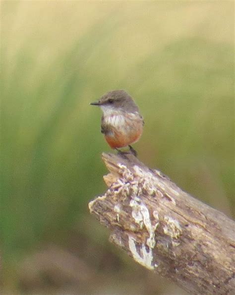 female vermilion flycatcher | Vermilion flycatcher, Birds, Flycatcher