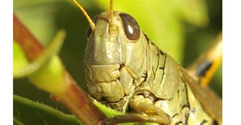 Grasshopper - A-Z Animals