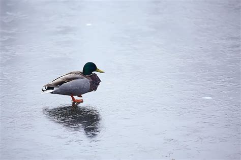 Aves Invernales Bandada De Aves Lago De Invierno Aves Silvestres En