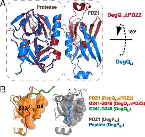 The Legionella Htra Homologue Degq Is A Self Compartmentizing Protease