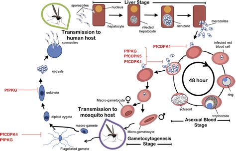 Plasmodium Falciparum Life Cycle