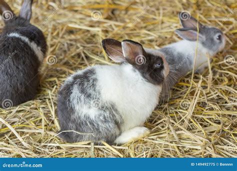 New Zealand Rabbit In A Farm Stock Image Image Of Selective Cage