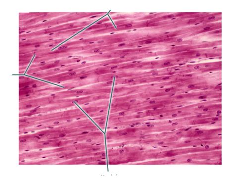 Cardiac muscle tissue 400x Diagram | Quizlet