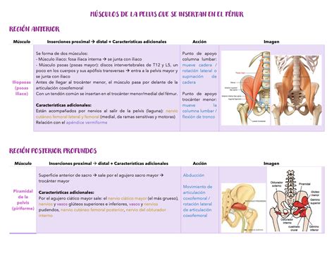 Músculos DE LA Pelvis QUE SE Insertan EN EL Fémur MSCULOS DE LA