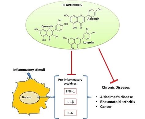 Ijms Free Full Text Flavonoids As Cytokine Modulators A Possible