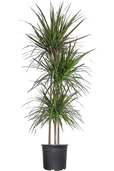 Dracaena Marginata - Urban Garden Center