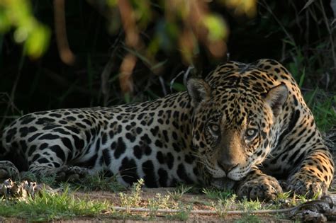 Quest For The Jaguars Of Brazil - Reef and Rainforest Tours