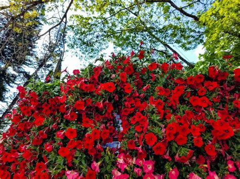 Festa De Flores E Morangos De Atibaia Datas Ingressos Atra Es