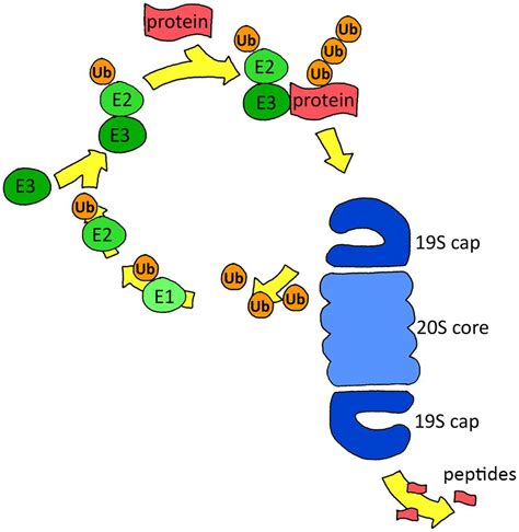 Frontiers The Ubiquitin Proteasome System In Glia And Its Role In