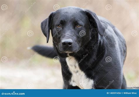 All Black Border Collie Mix